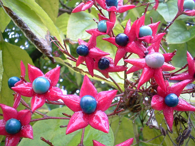 Clerodendrum trichotomum (pianta coltivata)